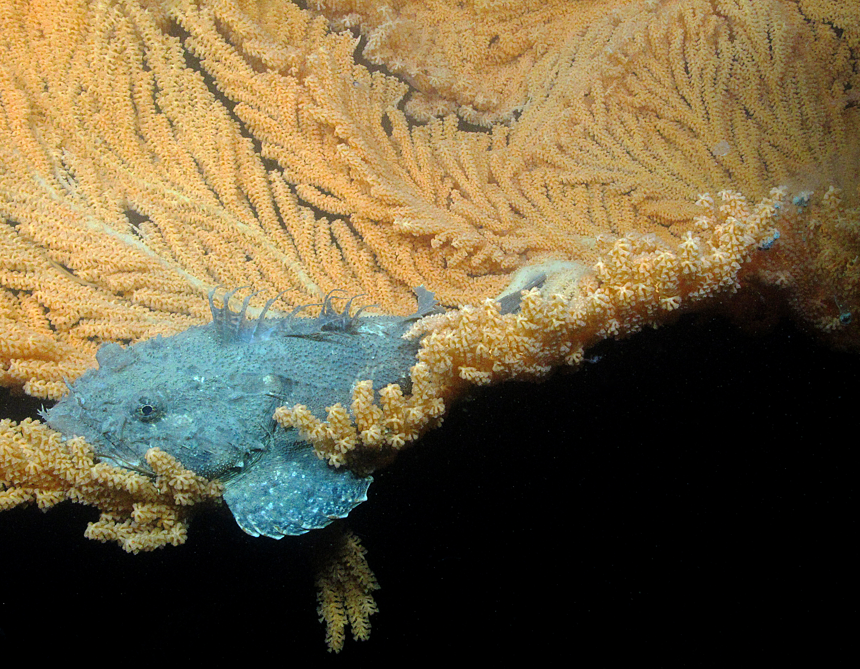 Home  Deep-Sea Coral Portal
