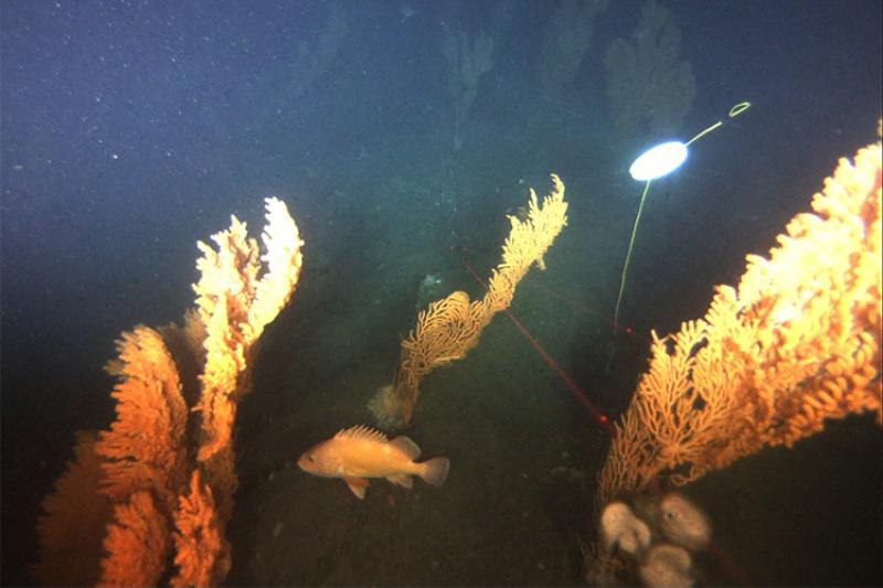 A rockfish among deep-sea red tree corals at a study site in the Gulf of Alaska. Credit: Alaska Department of Fish and Game ROV Team